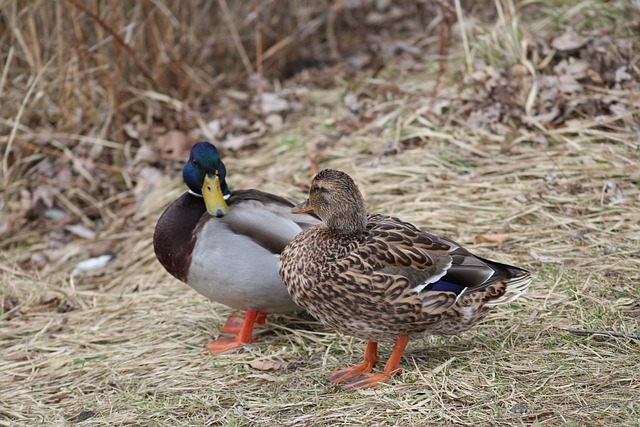Lær at læse mellem linjerne: Hemmelige tricks fra krydsordseksperterne